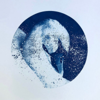 Cyanotype_Alpha_Cygni-Variable-A-blues