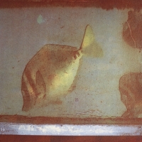 Tricolor gum A Fish