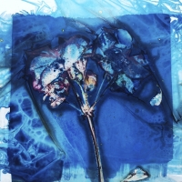 Cyanotype-Colorful-Geranium