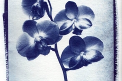 Cyanotype Orchid 1