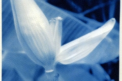 Cyanotype Banana blossom