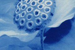 Cyanotype Lotus