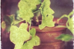 Polaroid image transfer Ivy pot