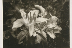 Intaglio print Flowers