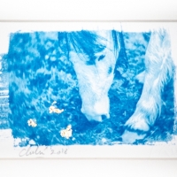 Cyanotype Dartmoor Pony III