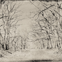 Wetplate collodion colonnade