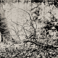 Wetplate collodion reaching out II