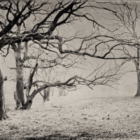 Wetplate collodion reaching out