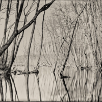 Wetplate collodion silence