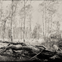 Wetplate collodion transformation
