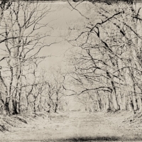 Wetplate collodion colonnade