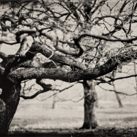 Wetplate collodion intertwined
