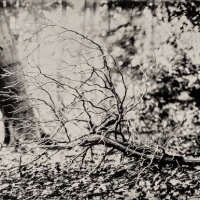 Wetplate collodion reaching out II