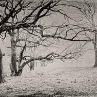 Wetplate collodion reaching out