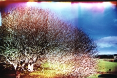 Film acceleration Buckeye tree Holga