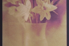 Daffodils