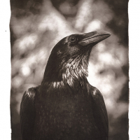 Salt-Idyllwild-Raven