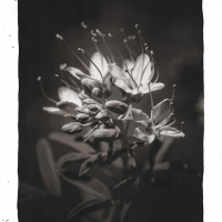 Salt-Reaching-Flowers