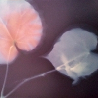 Lumen Leaves