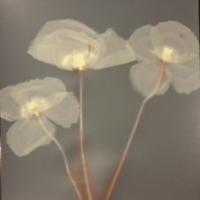 Lumen Poppies