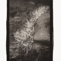 Pt-Pd-Coastal-Grass