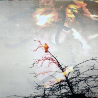 Bleaching-Alone-Crow