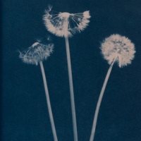 Cyanotype-flower01