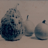 Cyanotype-toned-forbiddenfruit