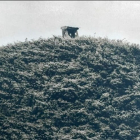 Cyanotype-Imprint-V