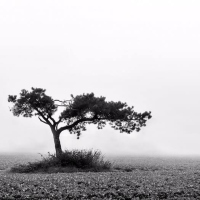 Gum-print-Befogged-II