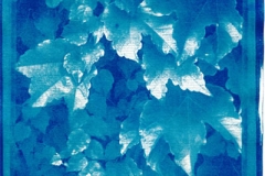 Cyanotype 3