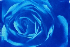Cyanotype 4