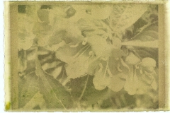 Anthotype Weigelia