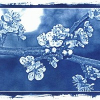 Cyanotype-Appel-Blossom