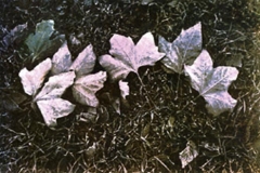 Temperaprint autumn
