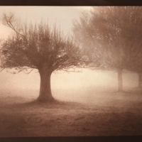 Albumen-3-trees