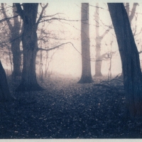 Gum-print-duotone-Forest