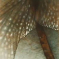 Gumprint-Zoomin-3