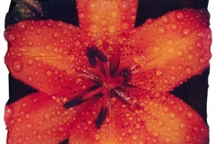 Polaroid emulsion lift floral 24