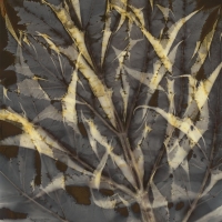 Lumen Heracleum-Mantegazzianum