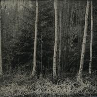 Wetplate collodion Birches and Grass