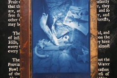 Pinhole Cyanotype Ossabaw Still Life