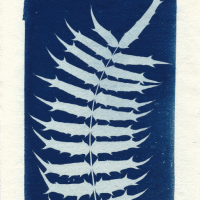 Cyanotype-Photogram-I
