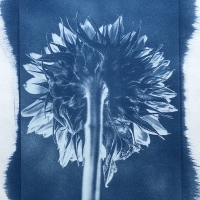 Cyanotype-Sunflower