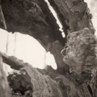 PtPd-Rorschach-Stump