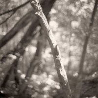 PtPd-Tree-Bubbles