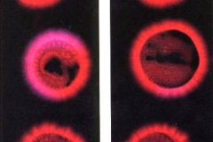 Kirlian photograph Ancient Roman Coins