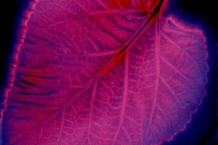Kirlian photograph Kirlian 2