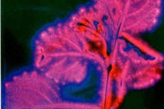 Kirlian photograph Kirlian 3