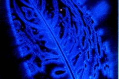 Kirlian photograph Kirlian 4